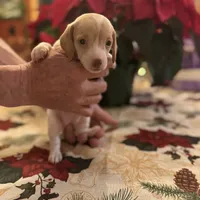Libby, a female Miniature Dachshund for sale in Viroqua, WI – Photo 4 of 8