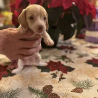 Libby, a female Miniature Dachshund for sale in Viroqua, WI – Photo 5 of 8