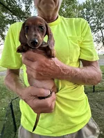 Hannah, a male Miniature Dachshund for sale in Viroqua, WI – 6 of 8