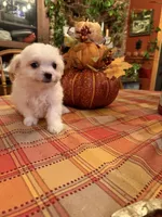 Olaf, a male Bichon Frise and Maltese for sale in Viroqua, WI – 7 of 7