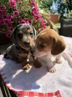 Sugar pop, a female Miniature Dachshund for sale in Viroqua, WI – 10 of 10