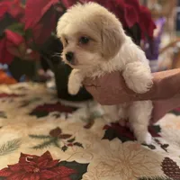 Olaf, a male Shichon for sale in Viroqua, WI – Photo 1 of 6