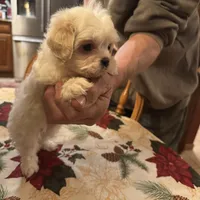 Olaf, a male Shichon for sale in Viroqua, WI – Photo 2 of 6