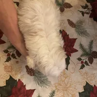 Olaf, a male Shichon for sale in Viroqua, WI – Photo 5 of 6