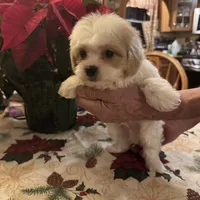 Olaf, a male Shichon for sale in Viroqua, WI – Photo 4 of 6