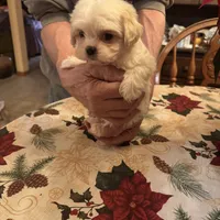 Olaf, a male Shichon for sale in Viroqua, WI – Photo 6 of 6