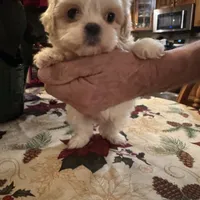 Olaf, a male Shichon for sale in Viroqua, WI – Photo 3 of 6