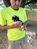 Tina, a female Shichon for sale in Viroqua, WI – 1 of 5