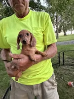 Harvey, a male Miniature Dachshund for sale in Viroqua, WI – 10 of 10