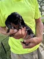 Wendy, a female Miniature Dachshund for sale in Viroqua, WI – 4 of 10