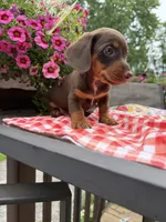 Snickers, a male Miniature Dachshund for sale in Viroqua, WI – 9 of 10