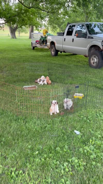 Bobby, a male Shichon for sale in Viroqua, WI – 5 of 5