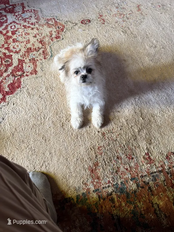 Charlie – Shichon puppy for sale in Viroqua, WI