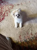 Charlie, a male Maltese and Shichon for sale in Viroqua, WI – 1 of 5