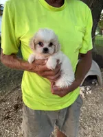 Chanel , a female Maltese and Shih Tzu for sale in Viroqua, WI – 6 of 8