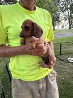 Harold, a male Miniature Dachshund for sale in Viroqua, WI – 7 of 8