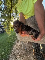 Phoebe , a female Miniature Dachshund for sale in Viroqua, WI – 8 of 10