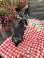 Cici, a female Miniature Dachshund for sale in Viroqua, WI – 8 of 8
