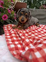 Bridger , a male Miniature Dachshund for sale in Viroqua, WI – 9 of 10