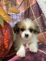 Maggie , a female Bichon Frise and Mal Shi for sale in Viroqua, WI – 5 of 10