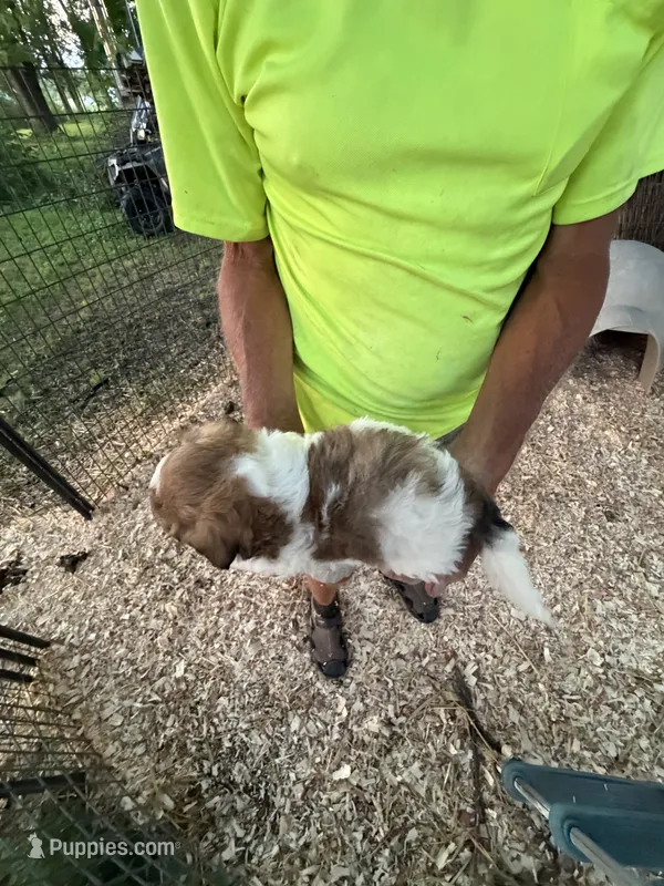 Sammy – Shichon puppy for sale in Viroqua, WI