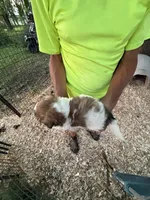 Sammy, a male Shichon for sale in Viroqua, WI – 1 of 5