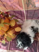Misty, a female Bichon Frise and Mal Shi for sale in Viroqua, WI – 5 of 8