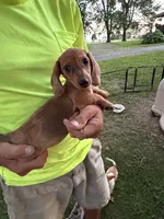 Harvey, a male Miniature Dachshund for sale in Viroqua, WI – 8 of 10