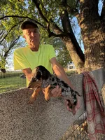 Fancy, a female Miniature Dachshund for sale in Viroqua, WI – 8 of 10
