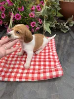 Sugar pop, a female Miniature Dachshund for sale in Viroqua, WI – 4 of 10
