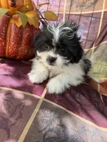 Misty, a female Bichon Frise and Mal Shi for sale in Viroqua, WI – 2 of 8