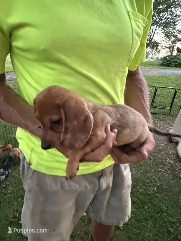 Harvey – Miniature Dachshund puppy for sale in Viroqua, WI