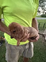 Harvey, a male Miniature Dachshund for sale in Viroqua, WI – 1 of 10