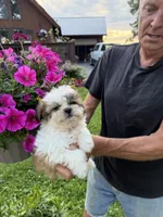 Bobby, a male Shichon for sale in Viroqua, WI – 2 of 5