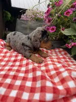Bridger , a male Miniature Dachshund for sale in Viroqua, WI – 8 of 10