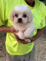 Chanel , a female Maltese and Shih Tzu for sale in Viroqua, WI – 2 of 8