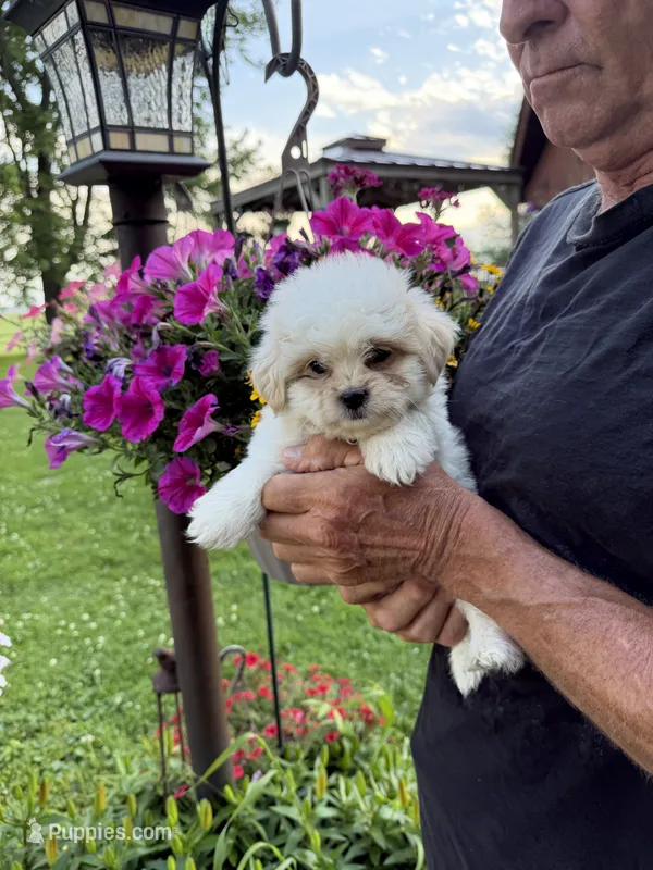 Billy  – Shichon puppy for sale in Viroqua, WI