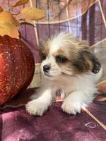 Maggie , a female Bichon Frise and Mal Shi for sale in Viroqua, WI – 9 of 10