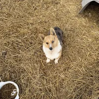 Pixie, a female Pembroke Welsh Corgi for sale in Viroqua, WI – Photo 7 of 9