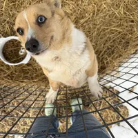 Pixie, a female Pembroke Welsh Corgi for sale in Viroqua, WI – Photo 2 of 9
