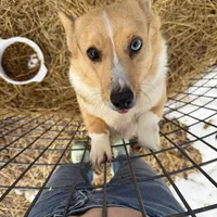 Pixie, a female Pembroke Welsh Corgi for sale in Viroqua, WI – Photo 1 of 9