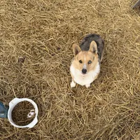Pixie, a female Pembroke Welsh Corgi for sale in Viroqua, WI – Photo 4 of 9