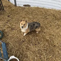 Pixie, a female Pembroke Welsh Corgi for sale in Viroqua, WI – Photo 9 of 9