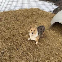 Pixie, a female Pembroke Welsh Corgi for sale in Viroqua, WI – Photo 8 of 9