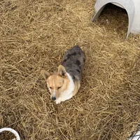 Pixie, a female Pembroke Welsh Corgi for sale in Viroqua, WI – Photo 3 of 9