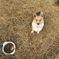 Pixie, a female Pembroke Welsh Corgi for sale in Viroqua, WI – Photo 5 of 9