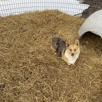 Pixie, a female Pembroke Welsh Corgi for sale in Viroqua, WI – Photo 6 of 9