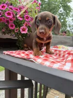 Snickers, a male Miniature Dachshund for sale in Viroqua, WI – 5 of 10