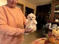Casper, a male Bichon Frise and Maltese for sale in Viroqua, WI – 5 of 10