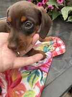 Snickers, a male Miniature Dachshund for sale in Viroqua, WI – 3 of 10